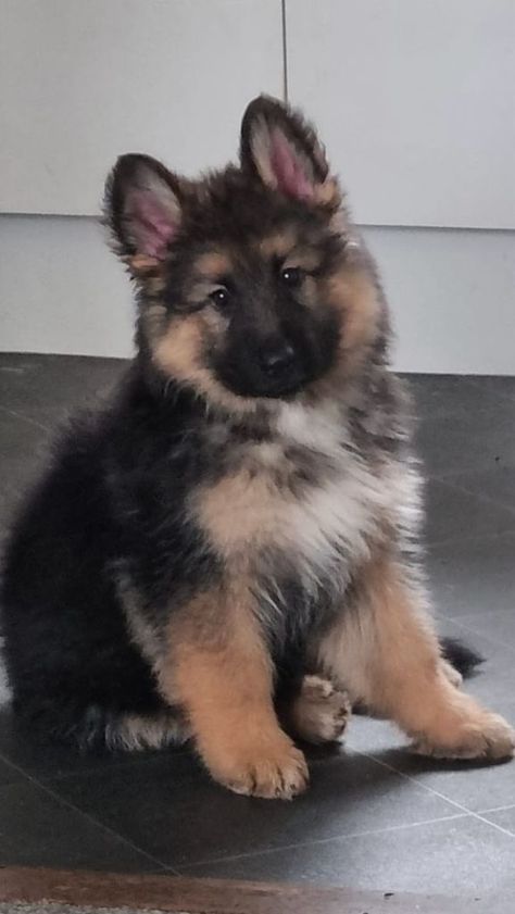 Fluffy German Shepherd, German Shepherd Cute Pictures, Cute German Shepherd Puppies Wallpaper, German Shepherd Dogs Aesthetic, Cute German Shepherd Aesthetic, German Shepherd Mixed With Husky, German Shepherd Newborn Puppies, Cute Dogs Images, Very Cute Puppies