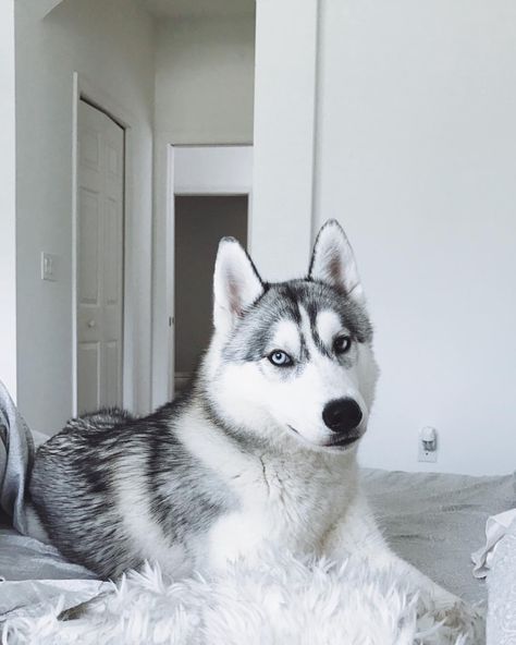 Pirlo | Siberian Husky Puppy | Siberian Husky | Best Dogs | Best Puppies Baby Huskies, Puppy Grooming, Husky Lover, Siberian Husky Puppies, Cute Husky, Siberian Husky Dog, Husky Mix, Labrador Retriever Puppies, Yorkshire Terrier Puppies