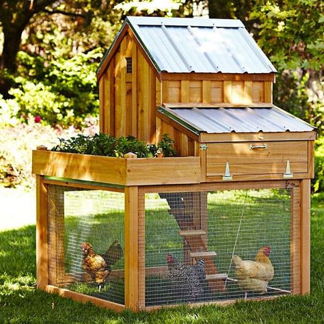 5 Favorites: Backyard Chicken Coops for Small Flocks - Gardenista Chickens In Small Backyard, Chicken Coup, Backyard Chicken Coops, Chicken Coops, Veggie Garden, Chickens Backyard, I Choose, Chicken Coop, Small Garden