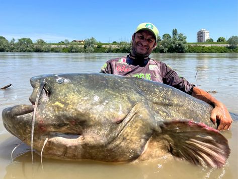 From massive sharks to giant catfish, we take a look at some of the biggest fish ever caught in salt- and freshwater. Wels Catfish, Lion's Mane Jellyfish, Big Catfish, Greenland Shark, Ancient Fish, Fish Stand, Great River, Lion Mane, Catching Fish