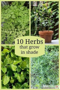 Perrenial Herbs, Container Herbs, Growing Herbs Outdoors, Homegrown Herbs, Raised Herb Garden, Best Herbs To Grow, Easy Herbs To Grow, Herbs To Grow, Shady Garden