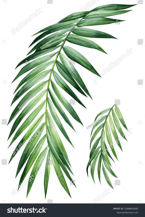 Branch Drawing, Palm Branch, Hand Drawn Vector Illustrations, Leaf Drawing, Hand Drawn Vector, Art Painting Acrylic, Tropical Leaves, Palm Leaves, Botanical Illustration