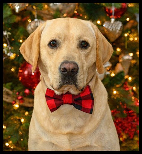 All Things Yellow, Labrador Yellow, Yellow Lab Puppy, Labrador Christmas, Christmas Pets, Merry Christmas Dog, Christmas Bow Tie, Christmas Dogs, Yellow Labrador