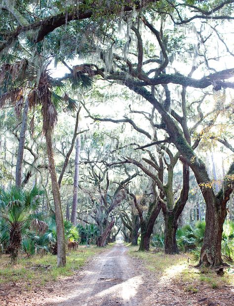 Several times a year, anyone can explore this remote paradise through the nonprofit Ossabaw Island Foundation. Georgia Beaches, Georgia Coast, Georgia Vacation, Southern Life, Fernandina Beach, California Travel Road Trips, Tybee Island, Savannah Georgia, On The Road Again