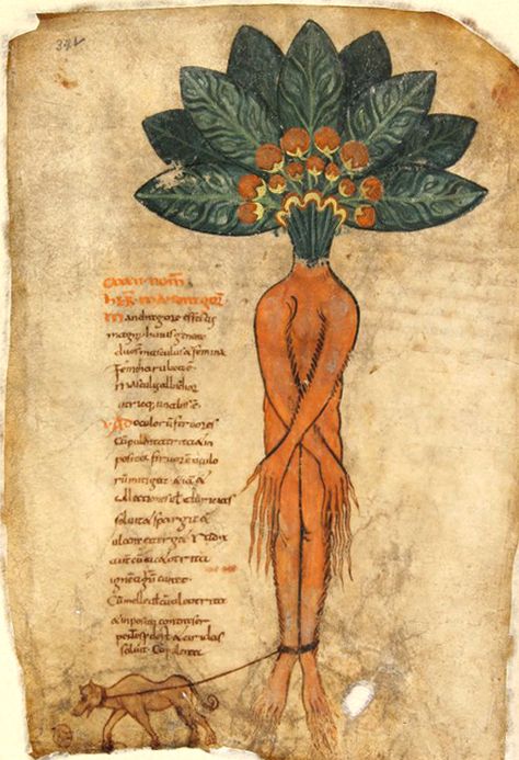 Mandrake Root, Voynich Manuscript, Medieval Drawings, Illustrated Manuscript, Medieval Manuscript, Medieval Period, Medieval History, Medieval Art, Illuminated Manuscript