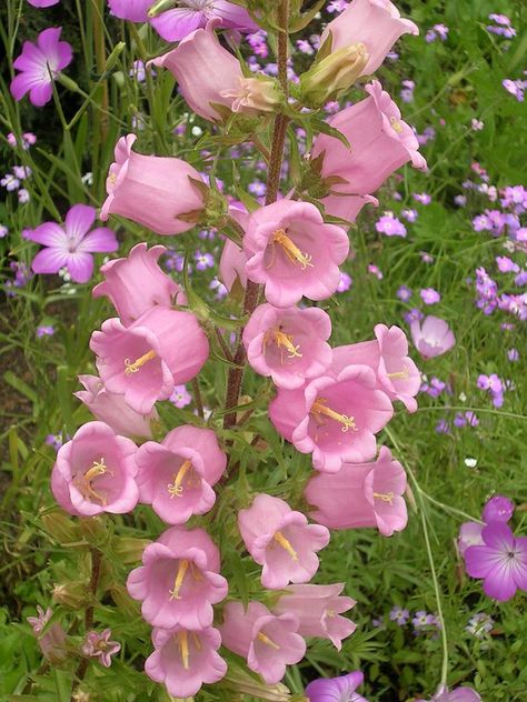 Campanula medium 'Single Rose' Canterberry Bells, Campanula Bouquet, Chilean Bellflower, Campanula Flowers, Bell Rose, Canterbury Bells, Plant Insects, Bell Flowers, Single Rose