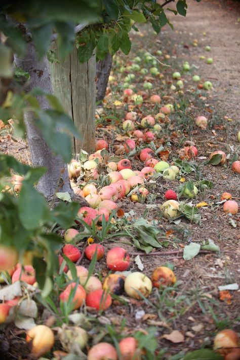 Apple Apple Picture, Dutch Apple Pie, Eating Fresh, Leaves Changing Color, Growing Fruit Trees, Dutch Apple, First Day Of Fall, Beautiful Outdoor Spaces, Apple Orchard