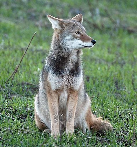 Coyote Coyote Reference Photo, Coyote Anatomy, Coyote Fursona, Wily Coyote, Coyote Sitting, Eastern Coyote, Cute Coyote, Coyote Facts, Coyote Aesthetic