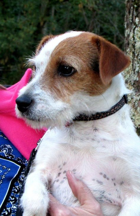 Parsons Terrier, Parson Jack Russell, Jack Terrier, Jack Russell Terrier Puppies, Jack Russell Puppies, Russel Terrier, Parson Russell Terrier, Jack Russell Dogs, Rock Chalk