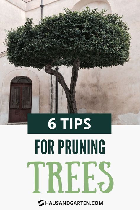 Pruning trees and keeping it in shape benefits the health and visual appeal of apple, olive, and other fruit trees. Whether your trees are planted in the backyard or in pots outdoor, make sure to follow these 6 tips on how to prune tree branches to avoid calling a professional and bring out the gardener in you. #pruningtrees #howtoprunetrees #pruningtreetips Pruning Trees, Pruning Roses, Alder Tree, Types Of Shrubs, Pruning Tools, Garden Shears, Tree Pruning, The Gardener, Garden Hand Tools