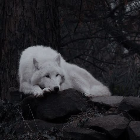 Lup Singuratic, Werewolf Aesthetic, Arctic Tundra, Albino Animals, Wolf Quotes, Wolf Love, Wild Wolf, Wolf Pictures, Wolf Spirit