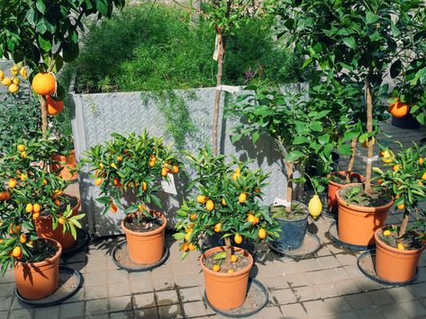 Growing Citrus in Pots - the Imperfectly Happy home Citrus Tree Indoor, Growing Lemon Trees, Growing Citrus, Shade Loving Shrubs, Kumquat Tree, Tall Indoor Plants, How To Grow Lemon, Lemon Trees, Vegetable Garden Planning