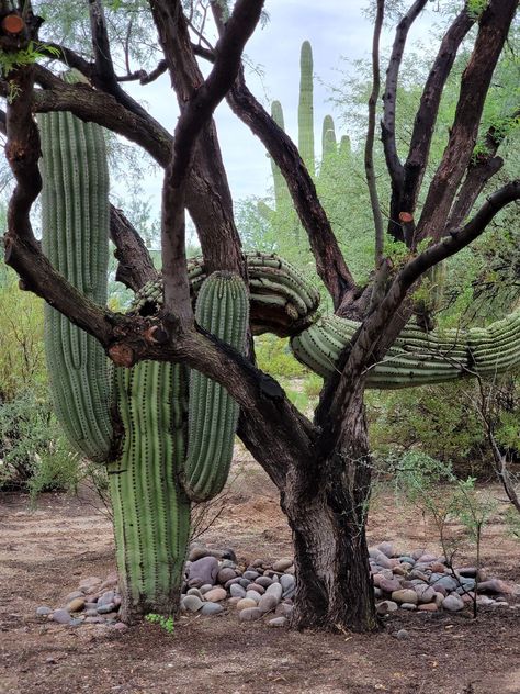 saguaro growing into a mesquite tree Mesquite Tree, Desert Gardens, Desert Garden, Engagement Session, Mood Board, Cactus, This Is Us, Quick Saves