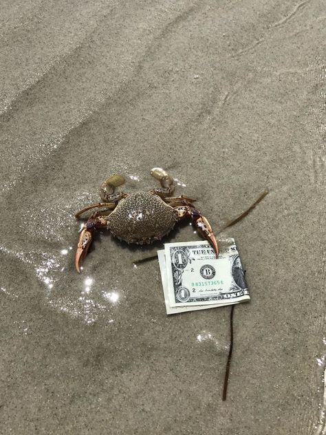 Funny Beach Photos, Funny Crab, Beach Humor, One Dollar, Monsters Inc, Beach Vibes, Beach Photos, Johnny Depp, Funny Photos