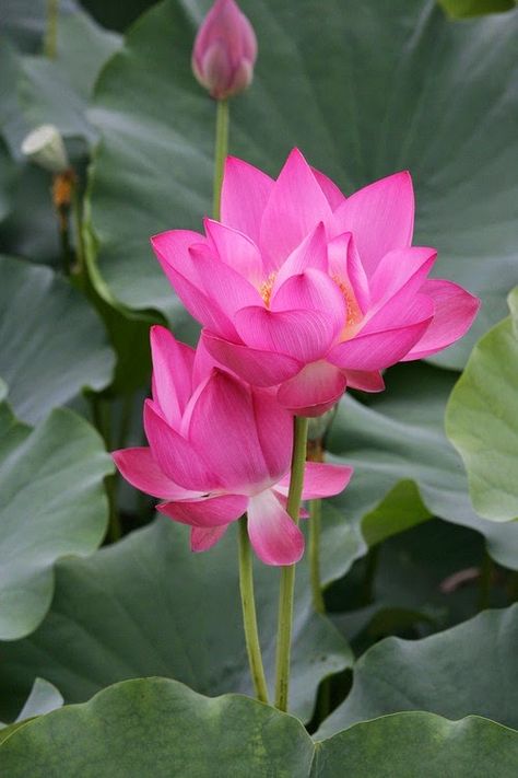 Lotus Flower Pictures, Lily Lotus, Lotus Blossom, Pink Lotus, Lotus Flowers, Aquatic Plants, Water Flowers, Exotic Flowers, Beautiful Blooms