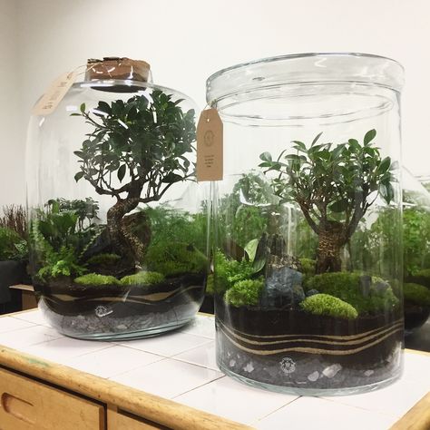 Eco System In A Jar, Cheap Terrarium, Marimo Moss, Plants In Jars, Eco System, Terrarium Ideas, Beautiful Terrariums, Mini Terrarium, Inside Plants