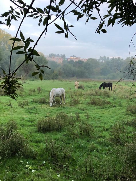 Horse Field Aesthetic, Horse In Pasture, Marie Core, Horse Cottagecore, Horse Field, Horses In A Field, Shifting Aesthetic, Prairie Aesthetic, Aesthetic Field