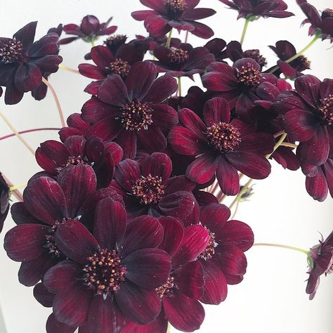 Chocolate Cosmos Aesthetic, Cosmos Aesthetic, Chocolate Cosmos Flower, Chocolate Cosmos, Rare Roses, Gothic Garden, Cosmos Flowers, Flowers Photography Wallpaper, Favorite Flower