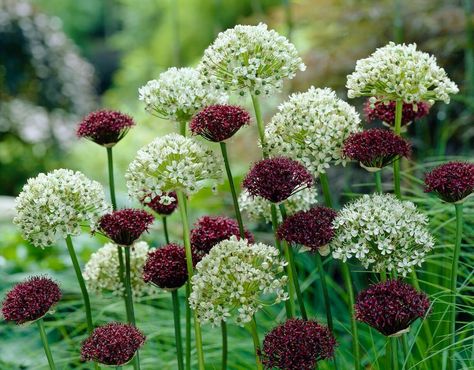 Allium Atropurpureum, Longfield Gardens, Growing Bulbs, Have Inspiration, Plant Combinations, Bulb Flowers, Garden Cottage, Country Gardening, The Grass