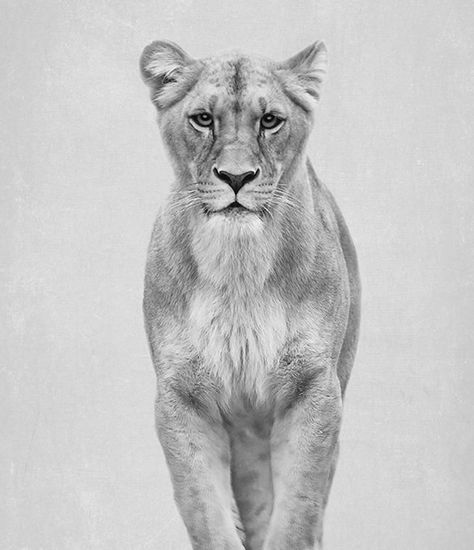 230+ Lioness Tattoo Ideas and Designs (2023) - TattoosBoyGirl Lioness Tattoo Stencil, Realistic Lioness Tattoo, Lioness Face Tattoo, Lioness Drawing Tattoo Ideas, Tattoo Ideas Lion, Lioness Tattoo Ideas, Lioness Drawing, Female Lion Tattoo, 30 Tattoo