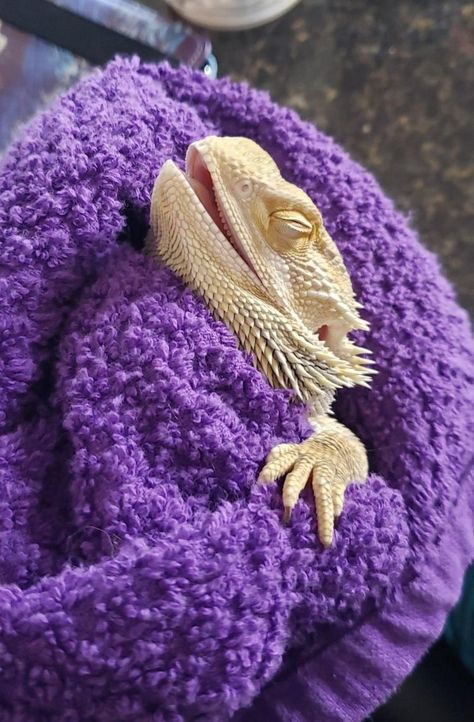 Fancy Bearded Dragon, Bearded Dragon, Chicago, Purple, Music, Animals