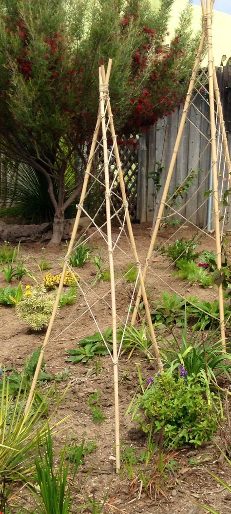 Bamboo & twine tomato cage/trellis Cedros Gardens Solana Beach, CA Diy Round Trellis, Garden Tripod Trellis, Garden Trellis Bamboo, Tomatoe Plant Support Trellis Ideas, Bamboo Obelisk, Bamboo Teepee Trellis, Bamboo Trellis Tomatoes, Florida Weave Tomato Trellis, Vegetable Trellis