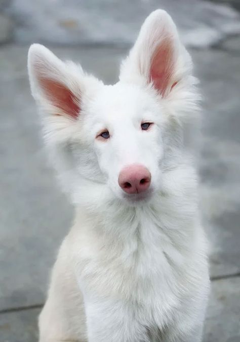 Albino Dogs, Albino Dog, Albino Cat, Melanistic Animals, Rare Albino Animals, White Animals, Albino Animals, Interesting Animals, Unusual Animals