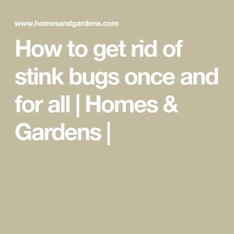 How to get rid of stink bugs once and for all | Homes & Gardens | Stink Bug Killer, Homemade Bug Spray, Diy Pest Control, Stink Bugs, Garden Bugs, Bug Killer, Insecticidal Soap, Bug Control, Small Insects