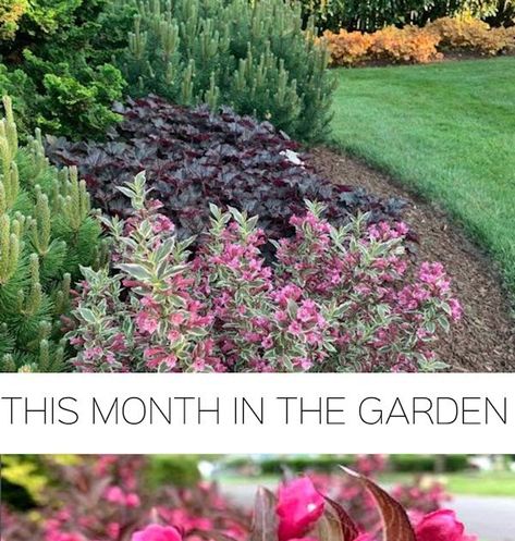 My Monet Weigela Shrubs, Weigela Bush Landscaping, Sonic Bloom Weigela, Weigela Shrub Landscaping, Weigela Shrub, Backyard Bed, Weigela Bush, Driveway Fence, Sonic Bloom