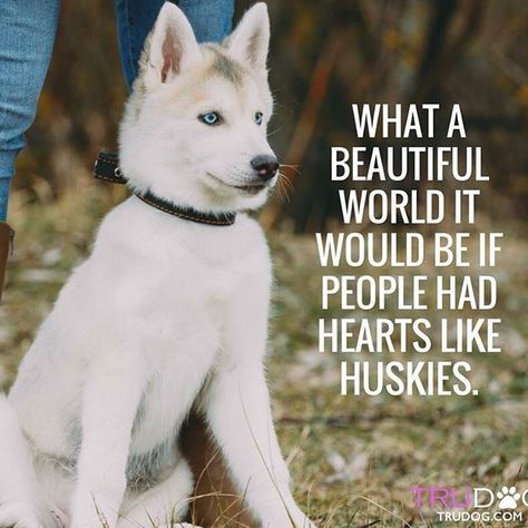 #truth #amen  #husky #huskies #huskypics #huskyphotos #huskyphotography #myhusky #mybaby #mygirl #siberian #siberianhusky #siberianhuskies #siberianhuskiesofinstagram  FOLLOW TORIS HUSBAND: @jaxx_the_husky14  FOLLOW MY PAWTNERS:  @life.of.8.tails @jab_huskylove @mytasthehusky @luna_and_winifred @silverthehuskador @blueeyeshusky @hunter_thesiberianhusky Husky Quotes, Caine Husky, Husky Faces, Husky Breeds, Husky Photos, Husky Funny, Cute Husky, Husky Mom, What A Beautiful World