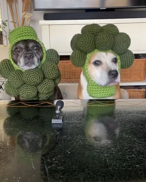 Crochet Dog Hat, Matching Crochet, Veggie Dogs, Easter Dog, Hat Patterns Free, Crochet Humor, Funny Hats, Taste Test, Crochet Food