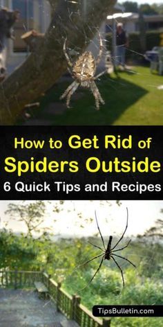 Spider Deterrent How To Get Rid, Diy Spider Spray For House, Spider Spray For Outside, Get Rid Of Spiders In Yard, Spray For Spiders Outside, Outdoor Spider Repellent, How To Repel Spiders In House, Spider Deterrent Essential Oils, Essential Oils To Repel Spiders