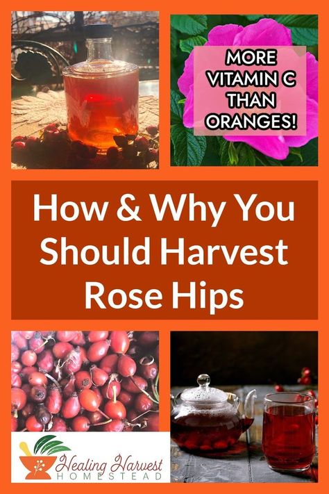 Did you know rose hips have more vitamin C by weight than oranges? Roses are skin healing, supportive of the nervous system, anti-inflammatory, anti-septic, slightly laxative, and astringent. This makes them excellent for helping with digestion, tension, and soothing minor wounds and burns. Learn how make rose hip syrup today, so your family can start taking advantage of these benefits! #roses #rosehips #herbalsyrups #vitaminc #immuneboost Harvest Rose Hips, Healthy Sweeteners, Herbal Tonic, Herbal Salves, Foraged Food, Healthy Herbs, Food Medicine, Rose Hips, Herbal Tinctures