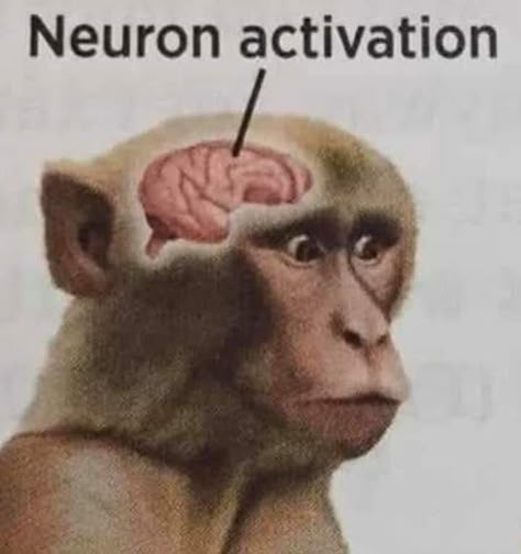 Neuron activation | Monkey Sees Action / Neuron Activation | Know Your Meme Brain, I Hope, On Twitter, Twitter