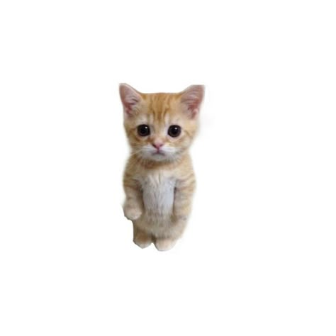 Silly Cats, Make Your Day, Short Videos, Ios, Kitty, Wallpapers, Memes, Funny, Animals