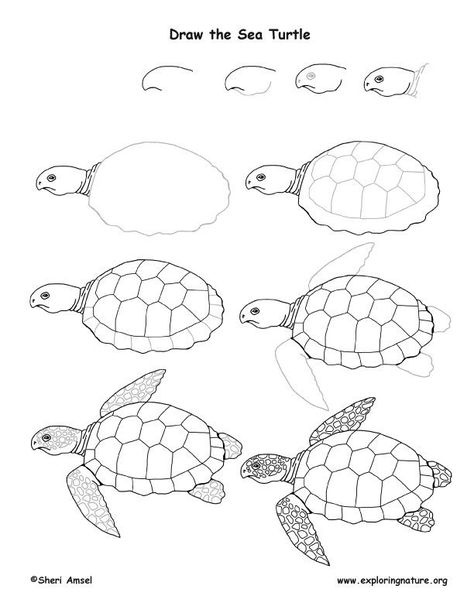 Tortoise Drawing, Trin For Trin Tegning, Sea Turtle Drawing, Arte Doodle, Turtle Drawing, Sea Turtle Art, Drawing Lesson, Turtle Painting, Turtle Art