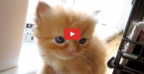 Cute Ginger Kitten Meows For Love Then Falls Asleep Cute Ginger, Ginger Kitten, Orange Kittens, Bengal Kitten, Tiny Kitten, Foster Kittens, Kitten Meowing, Cute Cat Gif, Funny Cat Memes