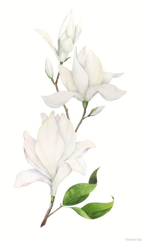 Vintage Magnolia Illustration, Gardenia Illustration, Gardenia Watercolor, Illustration Botanique, Drawing Wallpaper, Desenho Tattoo, Botanical Painting, Botanical Watercolor, Botanical Drawings