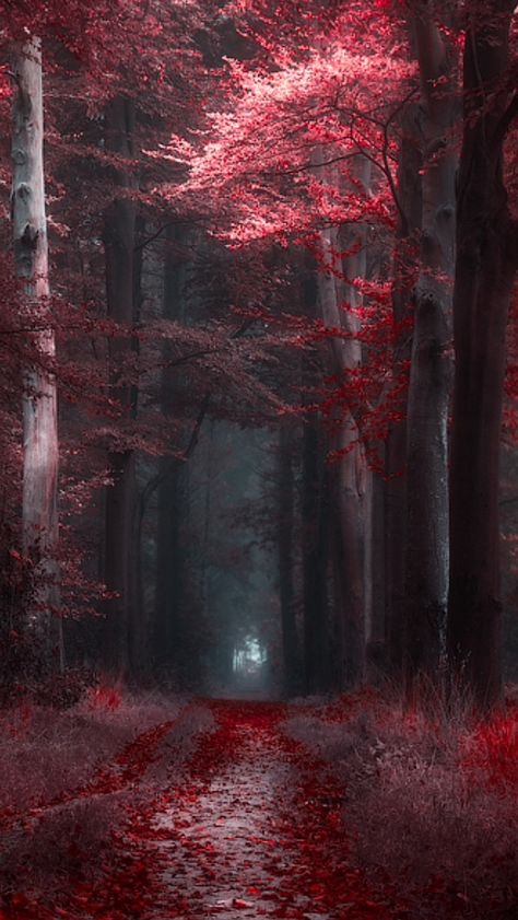 Maroon Aesthetic, Mystical Forest, Red Leaves, Forest Wallpaper, Autumn Scenery, Beautiful Nature Wallpaper, Fantasy Artwork, Fantasy Landscape, Scenery Wallpaper