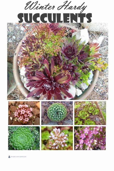 Zone 5 Succulent Garden, Cold Tolerant Succulents, Winter Hardy Succulents, Succulents In Winter Care, Garden Diy Hacks, Cold Hardy Cactus, Succulent Landscape Design, Gardening Zones, Succulent Landscaping