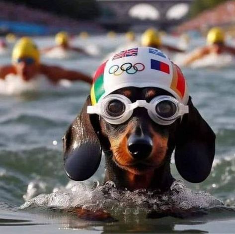 Mixed Dog Breeds, Olympic Swimming, Hybrid Dogs, Olympic Champion, Dachshund, Brave, Cute Dogs, Best Friends, Swimming