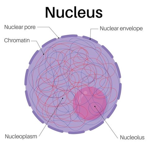 Anatomy of nucleus cells. Structure Of Nucleus, Nucleus Cell Drawing, Nucleus Notes, Nucleus Drawing, Nucleus Diagram, Nucleus Model, Science Dictionary, Body Anatomy Organs, Cell Nucleus