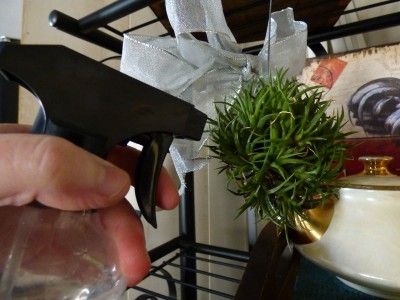 Air Plant Misting: How Do I Water An Air Plant -  There are three main ways to… Air Plant Art, Gardening Therapy, Indoor Water Garden, Morning Glory Flowers, Air Plants Care, Growing Greens, Air Plant Display, Air Plant Terrarium, Morning Glories