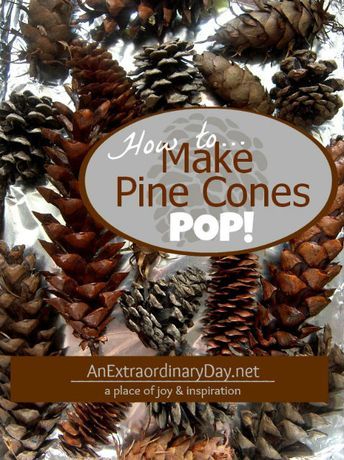 How to dry and debug pine cones Pinecone Crafts Kids, Pine Cone Art, Diy Pinecone, Pine Cone Decorations, Cones Crafts, Nature's Bounty, Christmas Tree Crafts, Pine Cone Crafts, Tree Crafts