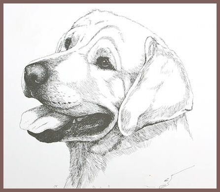 Draw Labrador, Labrador Sketch, Draw Dogs, Labrador Art, Dog Line Art, Dog Line, Dog Sketch, Labrador Dog, Dog Tattoo