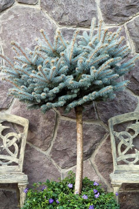 Globe Blue Spruce, Picea Pungens, Patio Trees, Urban Tree, One Pot Wonders, Gardening Zones, Plant Catalogs, Raised Planter, Evergreen Plants