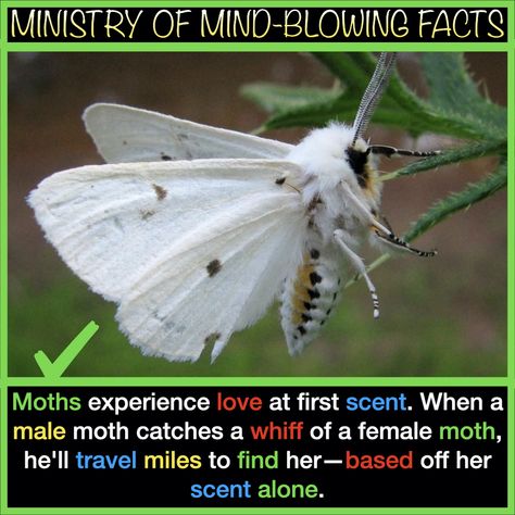 Different Types Of Moths, Types Of Moths Meaning, Moths Fluffy, Different Moth Species, Moth Facts, Weird Animal Facts, Moth Species, Cute Moth, Moth Memes Funny