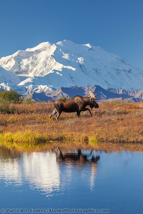 Moose Pictures, Moose Hunting, Bull Moose, Image Nature, Denali National Park, Autumn Landscape, Nature Animals, Nature Photos, Beautiful Creatures