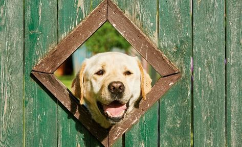 Dog Fence Window, Dog Window In Fence, Fence Window, Dog Friendly Backyard, Dog Window, Best Guard Dogs, Dog Urine, Dog Enrichment, Dog Projects