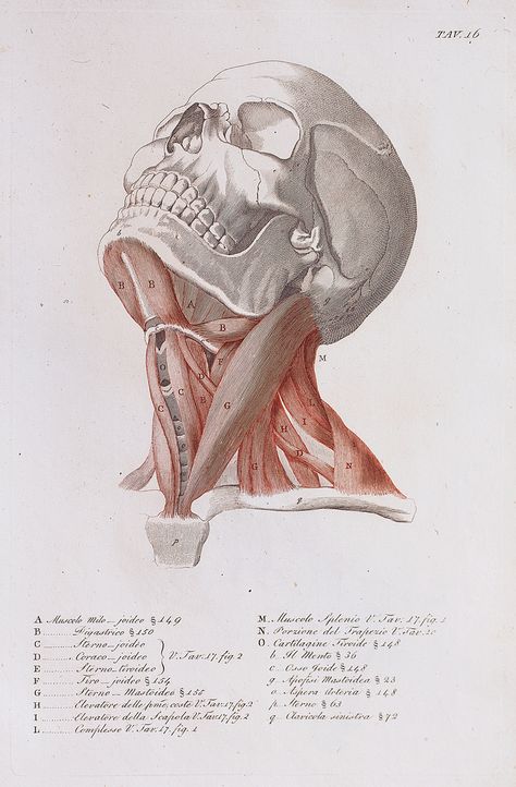 Anatomical diagram of the muscles of the neck Anatomical Diagram, Neck Anatomy, Muscles Of The Neck, Figure Anatomy, Artistic Anatomy, Head Anatomy, Anatomy Studies, Human Body Anatomy, Drawing Anatomy